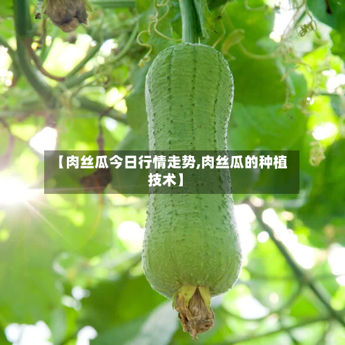 【肉丝瓜今日行情走势,肉丝瓜的种植技术】
