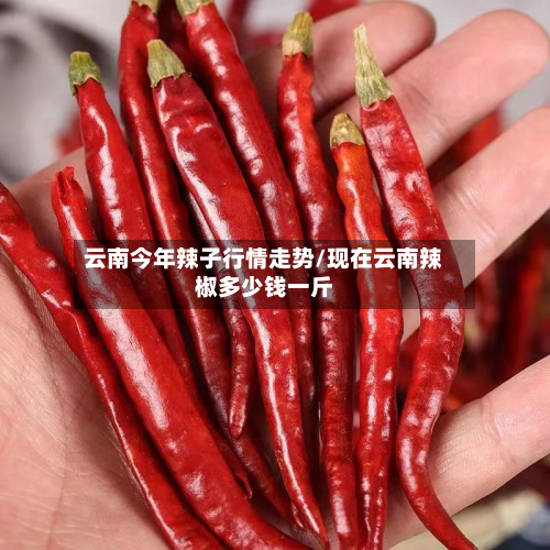 云南今年辣子行情走势/现在云南辣椒多少钱一斤-第2张图片