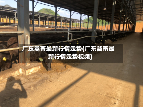 广东禽畜最新行情走势(广东禽畜最新行情走势视频)
