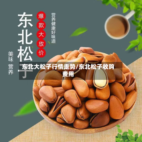 东北大松子行情走势/东北松子收购费用-第3张图片