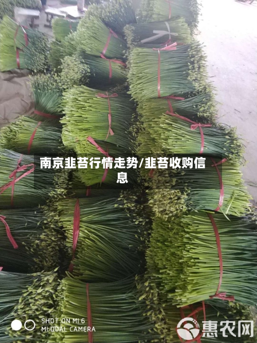 南京韭苔行情走势/韭苔收购信息-第2张图片