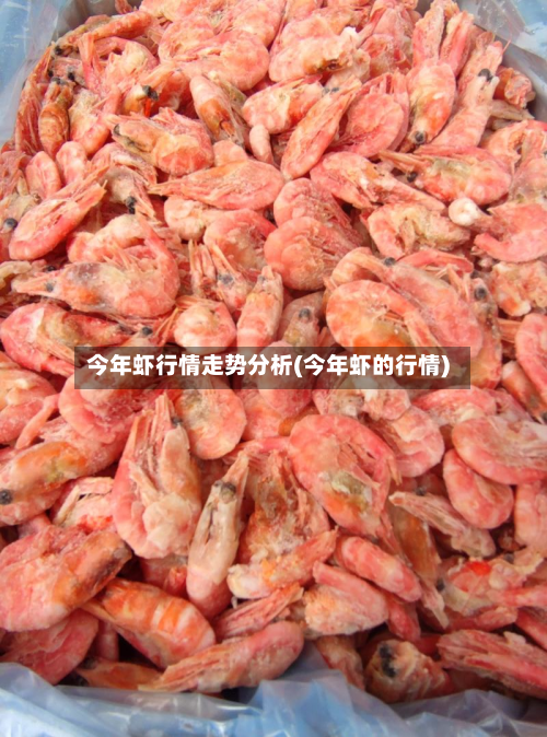 今年虾行情走势分析(今年虾的行情)-第2张图片