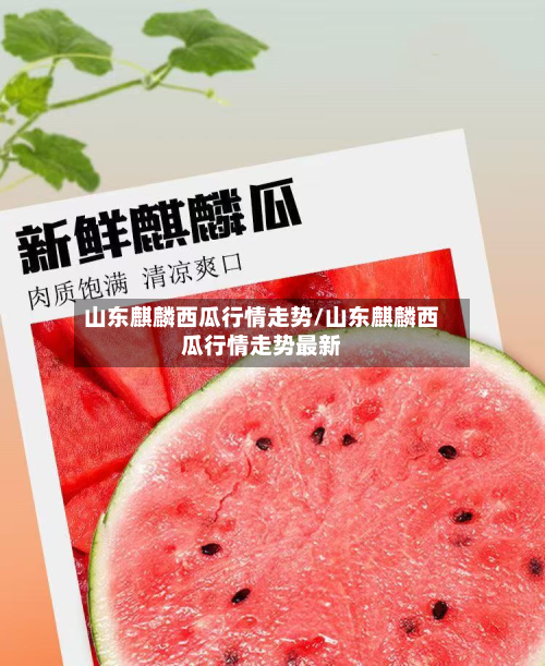 山东麒麟西瓜行情走势/山东麒麟西瓜行情走势最新-第2张图片