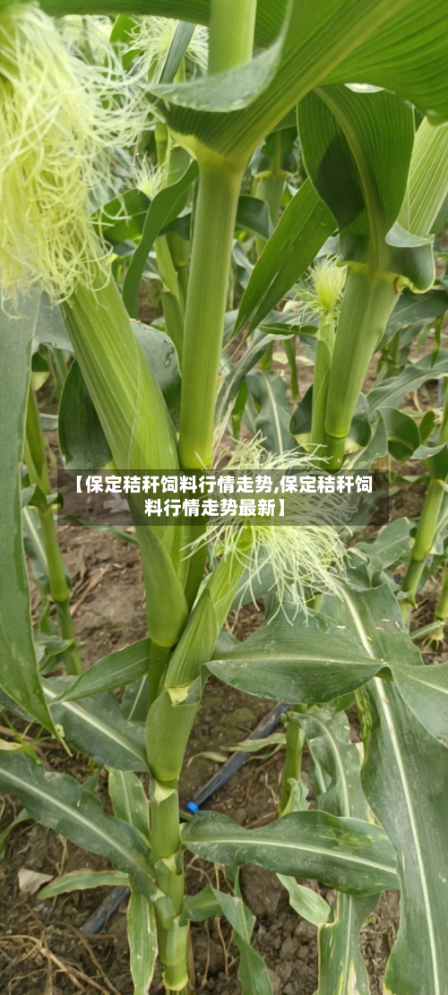 【保定秸秆饲料行情走势,保定秸秆饲料行情走势最新】-第2张图片