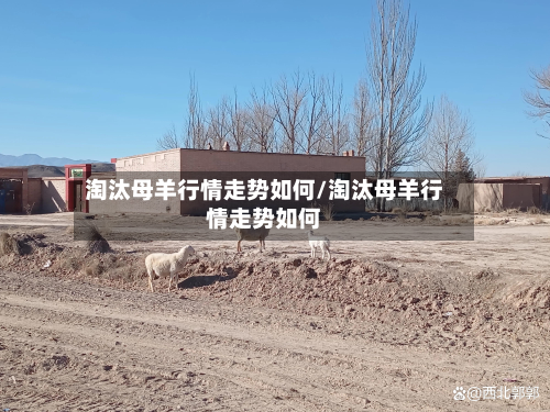 淘汰母羊行情走势如何/淘汰母羊行情走势如何