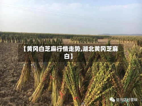 【黄冈白芝麻行情走势,湖北黄冈芝麻白】