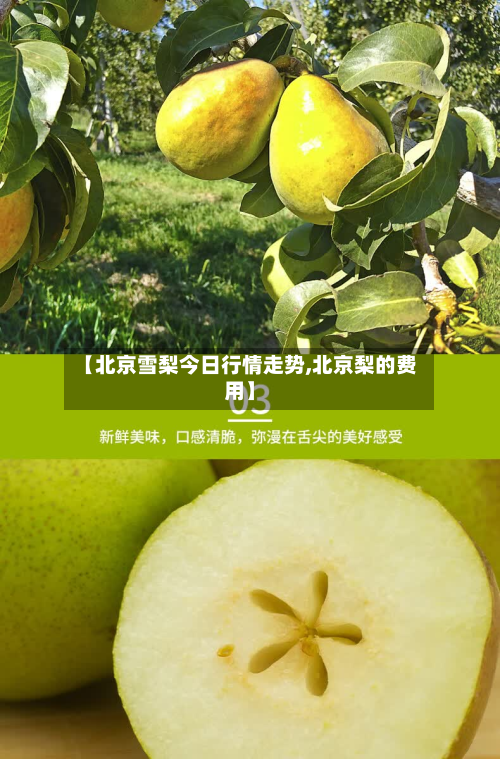 【北京雪梨今日行情走势,北京梨的费用】