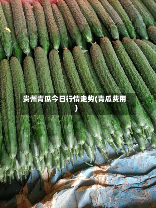 贵州青瓜今日行情走势(青瓜费用)