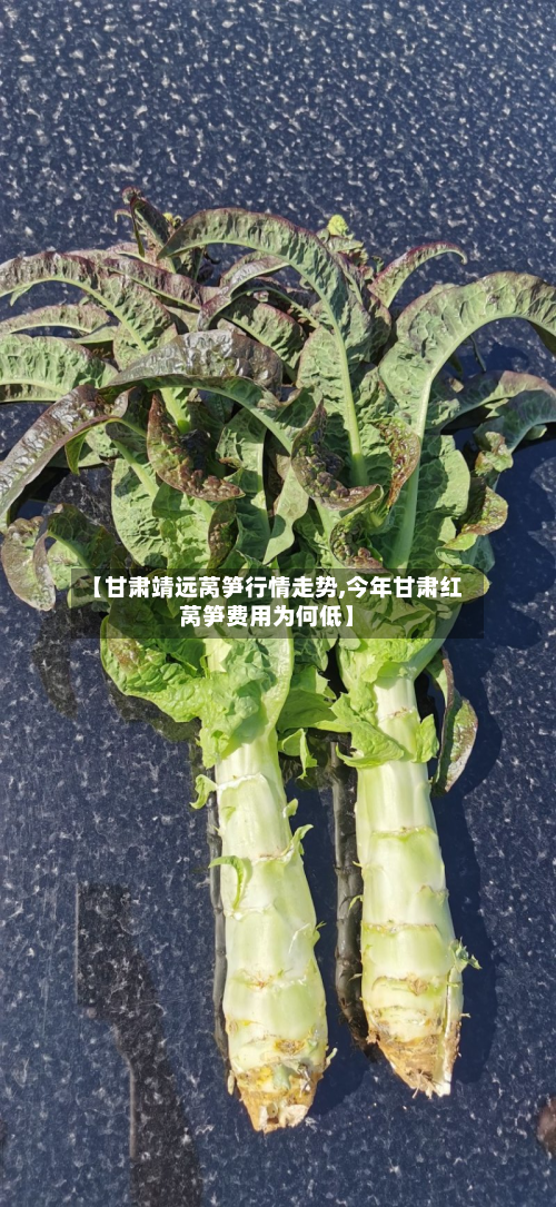 【甘肃靖远莴笋行情走势,今年甘肃红莴笋费用为何低】-第2张图片