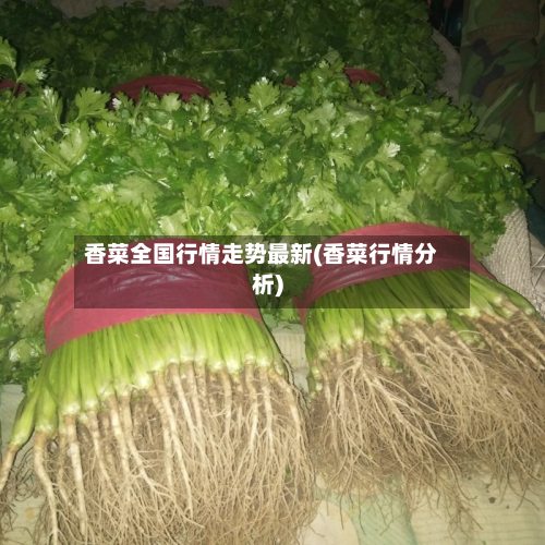 香菜全国行情走势最新(香菜行情分析)