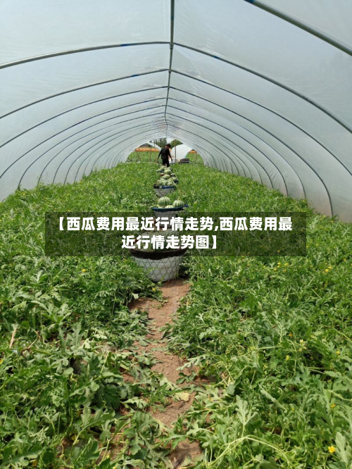 【西瓜费用最近行情走势,西瓜费用最近行情走势图】