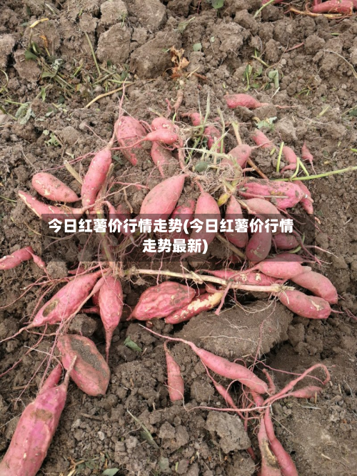 今日红薯价行情走势(今日红薯价行情走势最新)