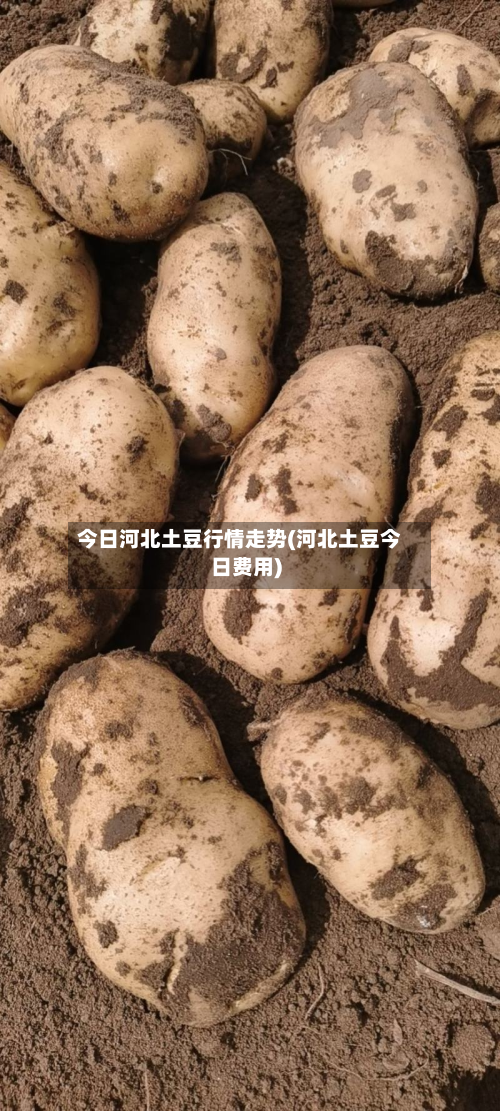 今日河北土豆行情走势(河北土豆今日费用)-第3张图片