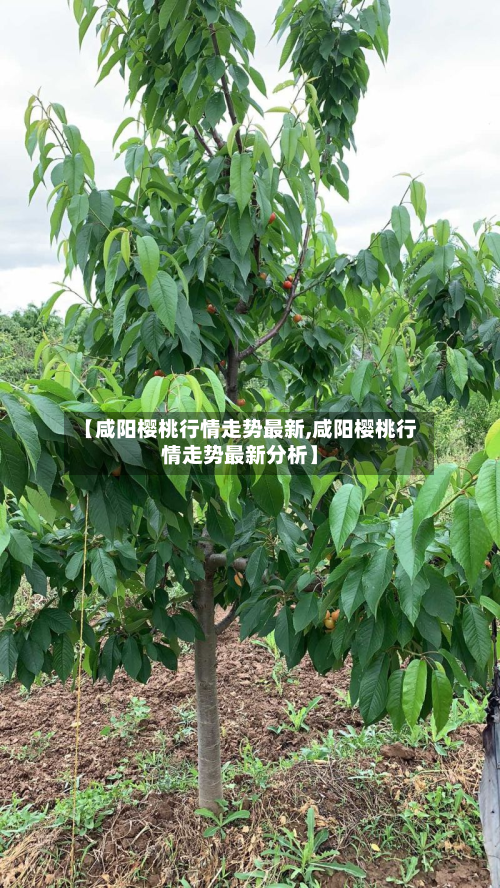 【咸阳樱桃行情走势最新,咸阳樱桃行情走势最新分析】