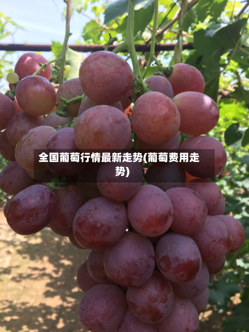 全国葡萄行情最新走势(葡萄费用走势)-第3张图片