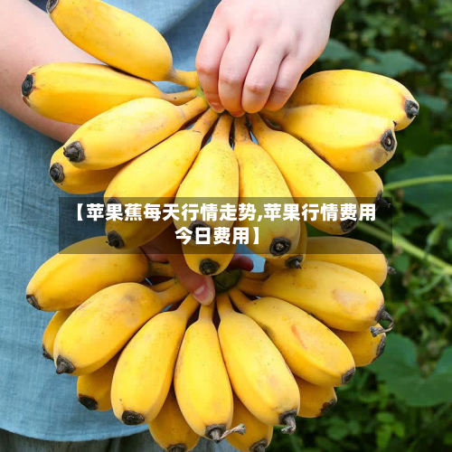 【苹果蕉每天行情走势,苹果行情费用今日费用】-第2张图片