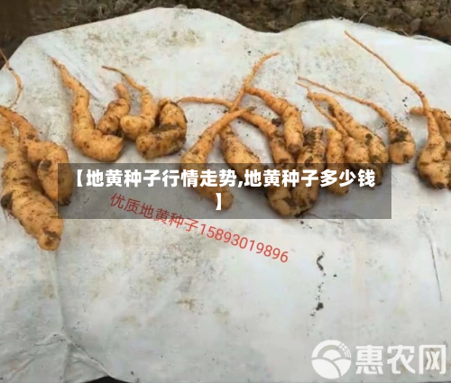 【地黄种子行情走势,地黄种子多少钱】-第3张图片