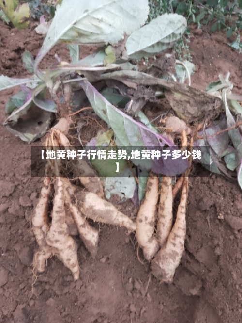 【地黄种子行情走势,地黄种子多少钱】