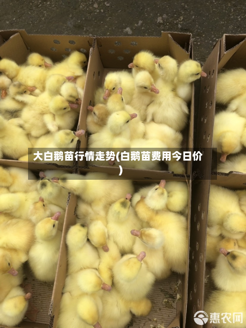 大白鹅苗行情走势(白鹅苗费用今日价)-第2张图片