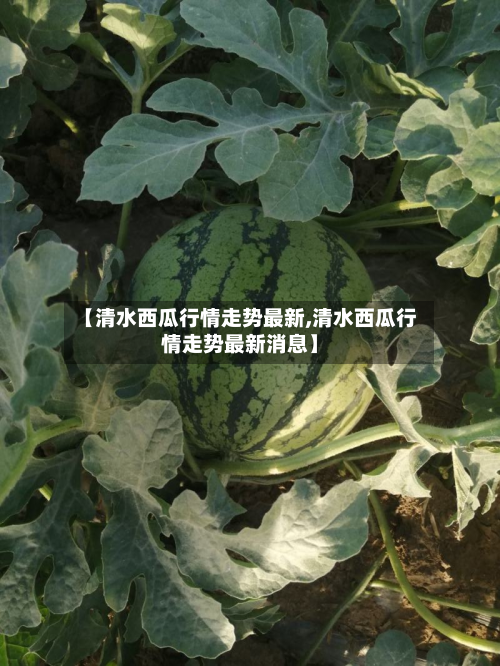 【清水西瓜行情走势最新,清水西瓜行情走势最新消息】-第3张图片