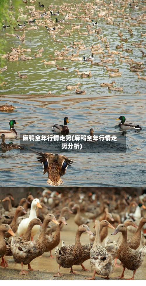 麻鸭全年行情走势(麻鸭全年行情走势分析)-第2张图片