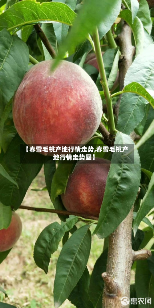 【春雪毛桃产地行情走势,春雪毛桃产地行情走势图】-第2张图片