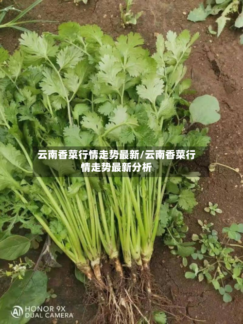 云南香菜行情走势最新/云南香菜行情走势最新分析