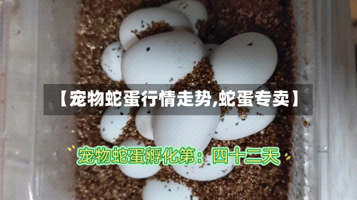 【宠物蛇蛋行情走势,蛇蛋专卖】