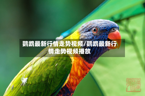 鹦鹉最新行情走势视频/鹦鹉最新行情走势视频播放-第3张图片