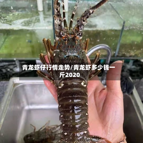 青龙虾仔行情走势/青龙虾多少钱一斤2020-第3张图片