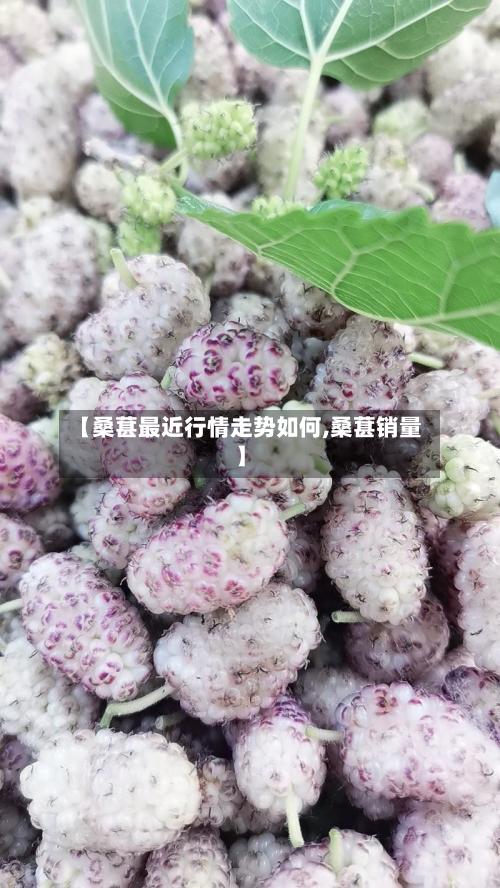 【桑葚最近行情走势如何,桑葚销量】