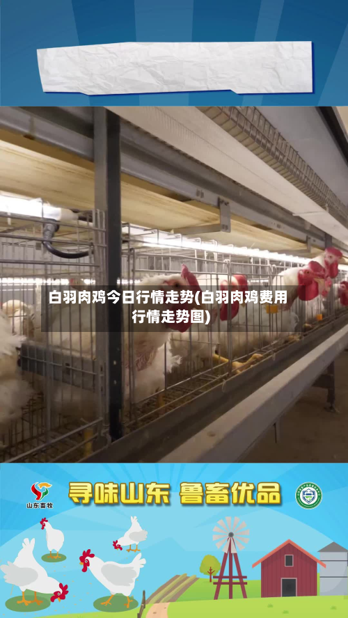 白羽肉鸡今日行情走势(白羽肉鸡费用行情走势图)