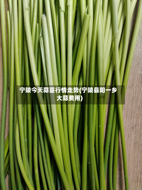 宁陵今天蒜薹行情走势(宁陵县阳一乡大蒜费用)-第2张图片