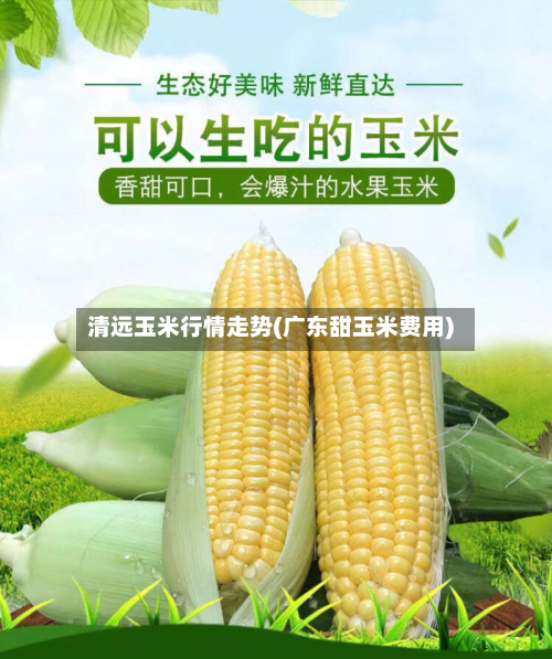 清远玉米行情走势(广东甜玉米费用)-第2张图片