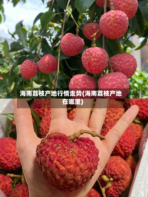 海南荔枝产地行情走势(海南荔枝产地在哪里)-第3张图片