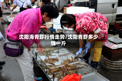 沈阳海青虾行情走势/沈阳青虾多少钱一斤-第2张图片