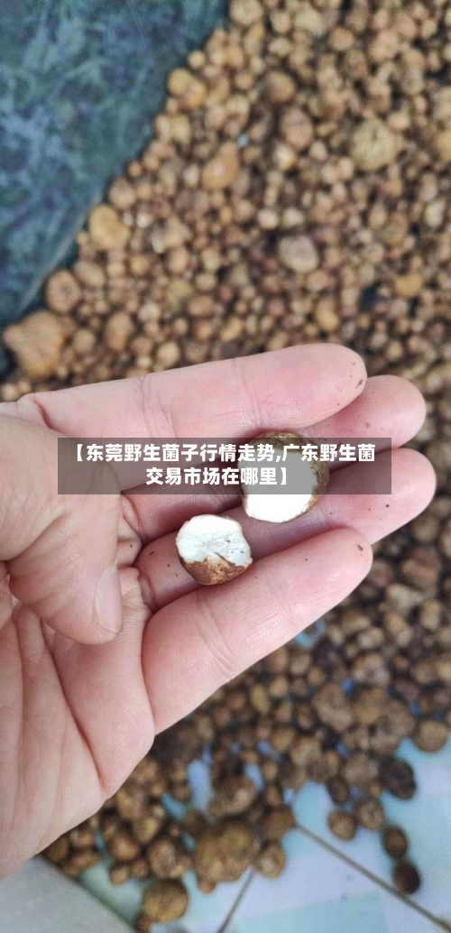 【东莞野生菌子行情走势,广东野生菌交易市场在哪里】-第2张图片