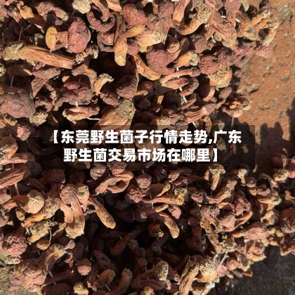 【东莞野生菌子行情走势,广东野生菌交易市场在哪里】