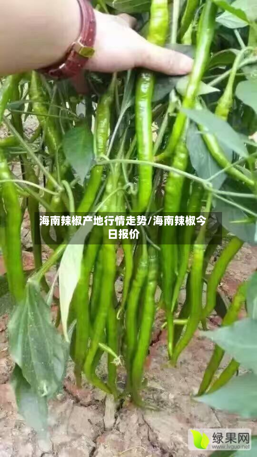 海南辣椒产地行情走势/海南辣椒今日报价-第2张图片