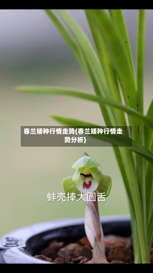 春兰矮种行情走势(春兰矮种行情走势分析)-第2张图片
