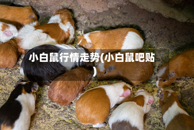 小白鼠行情走势(小白鼠吧贴)