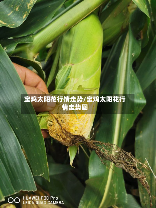 宝鸡太阳花行情走势/宝鸡太阳花行情走势图