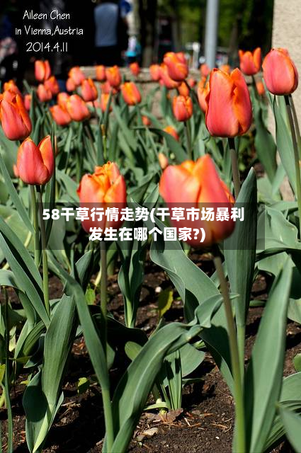 58干草行情走势(干草市场暴利发生在哪个国家?)-第2张图片