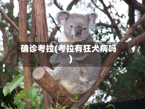 确诊考拉(考拉有狂犬病吗)-第2张图片