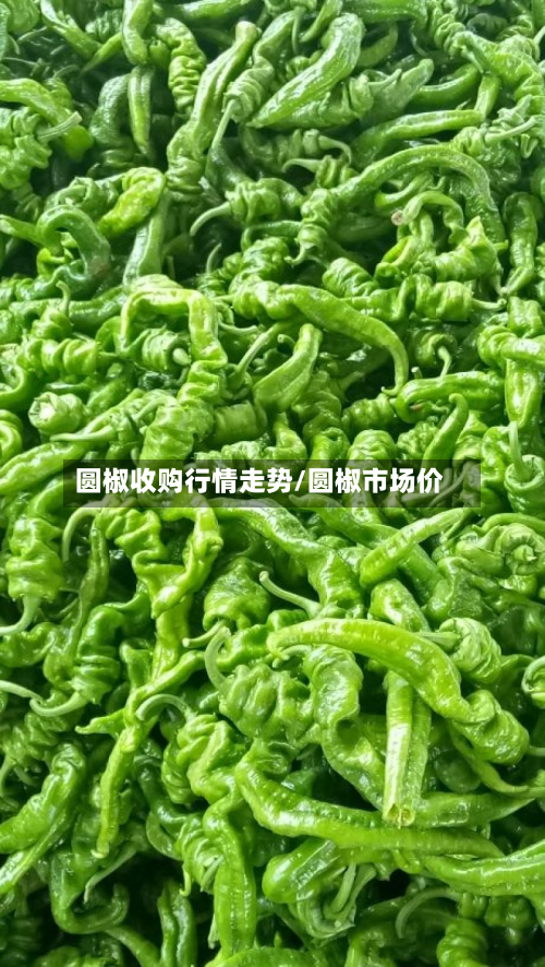 圆椒收购行情走势/圆椒市场价