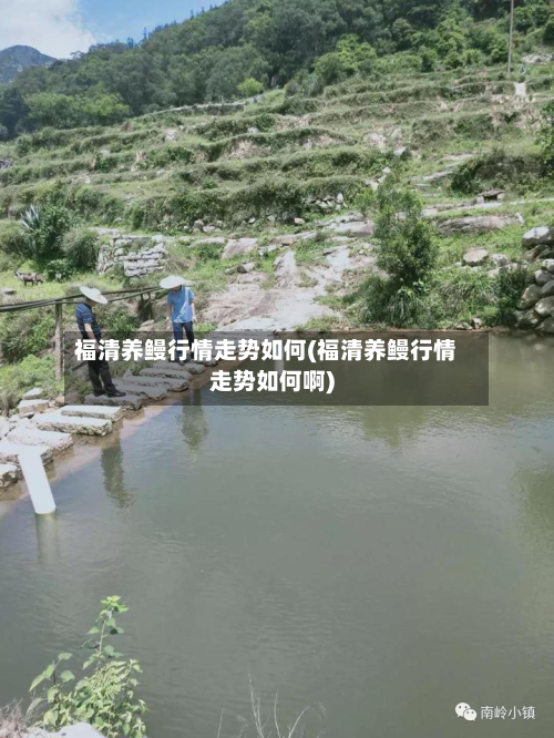 福清养鳗行情走势如何(福清养鳗行情走势如何啊)