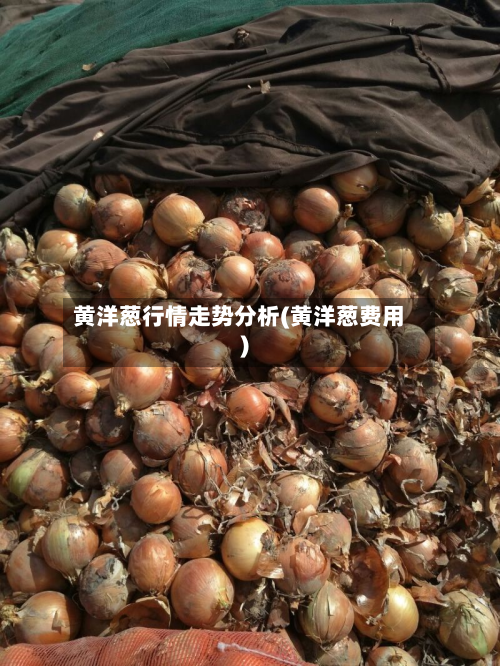 黄洋葱行情走势分析(黄洋葱费用)-第2张图片