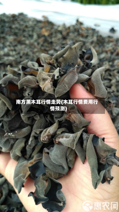 南方黑木耳行情走势(木耳行情费用行情预测)