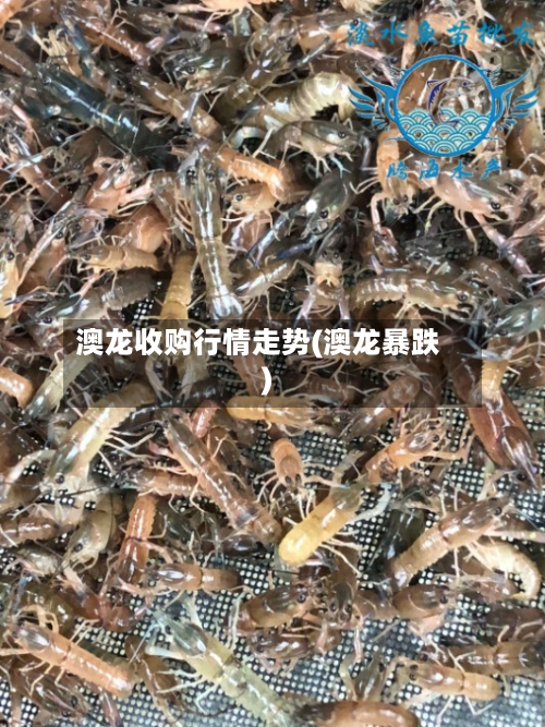 澳龙收购行情走势(澳龙暴跌)-第3张图片