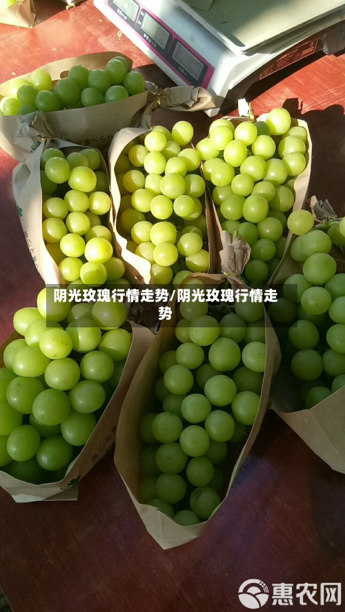 阴光玫瑰行情走势/阴光玫瑰行情走势